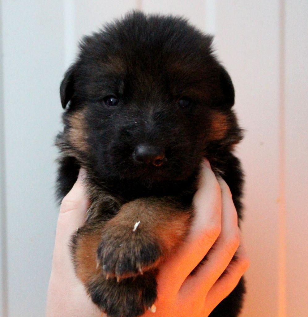 chiot Berger Allemand Val De Yazo