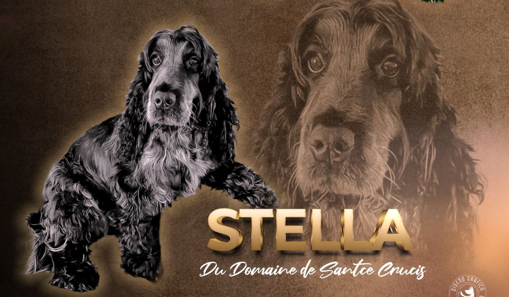 Stella du domaine de sanctae crucis