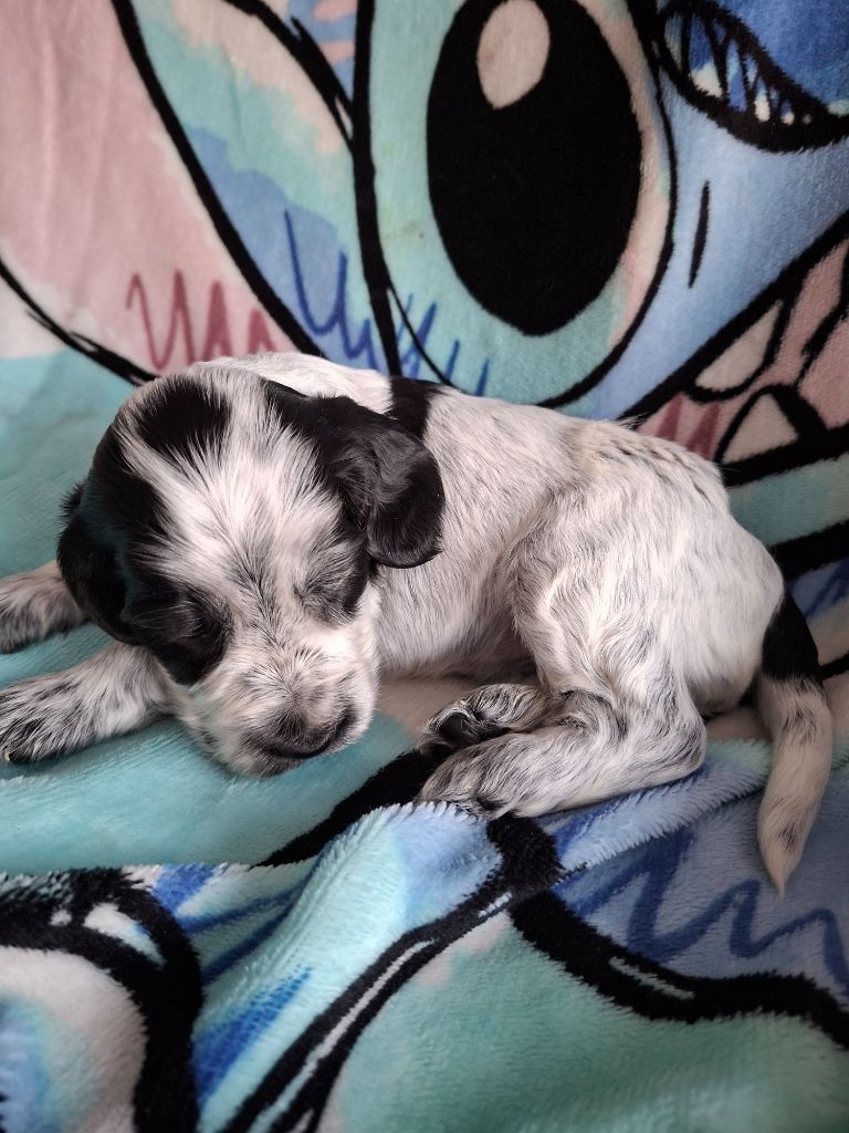 Val De Yazo - Chiots disponibles - Cocker Spaniel Anglais