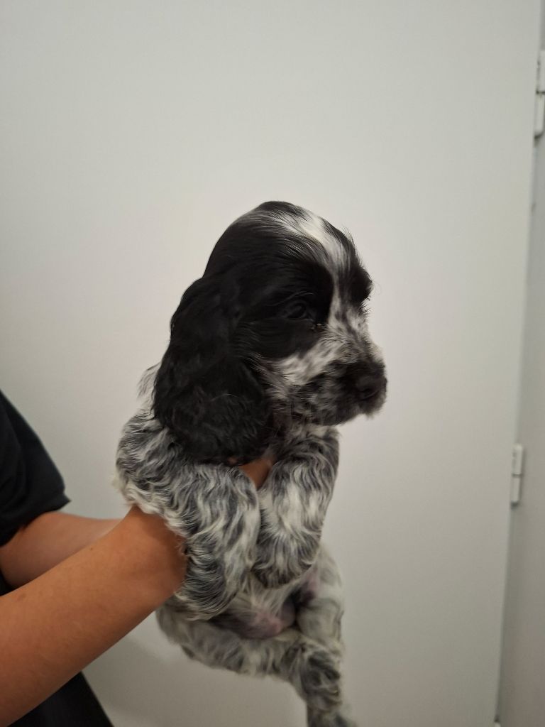 Val De Yazo - Chiots disponibles - Cocker Spaniel Anglais