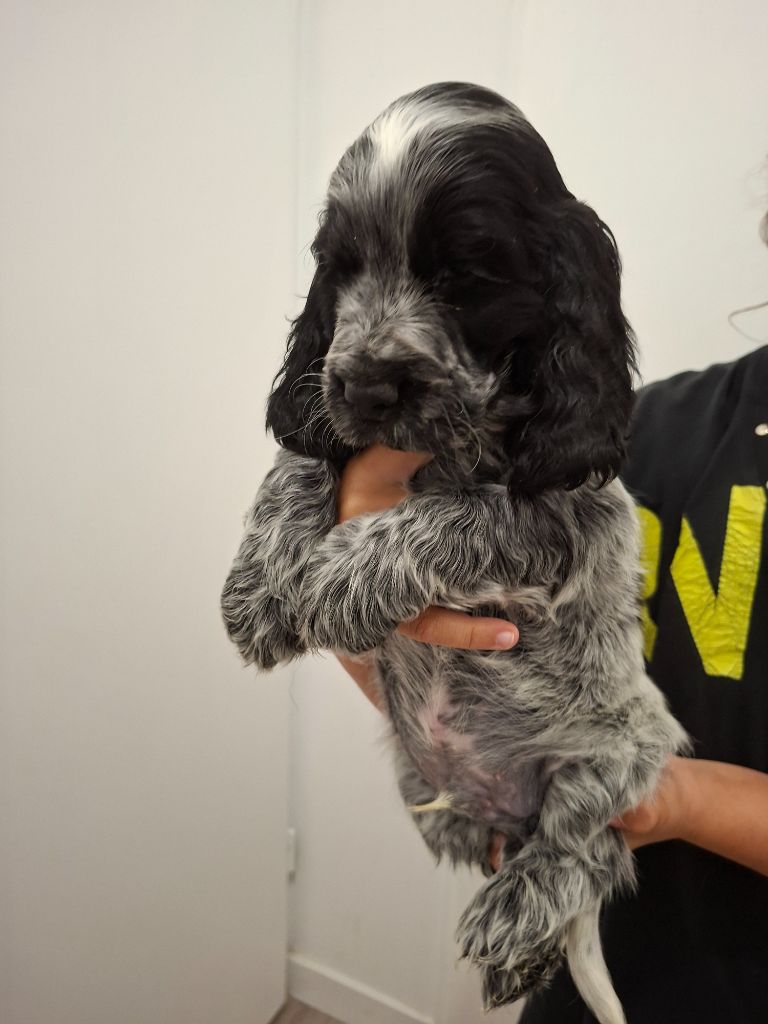 Val De Yazo - Chiots disponibles - Cocker Spaniel Anglais