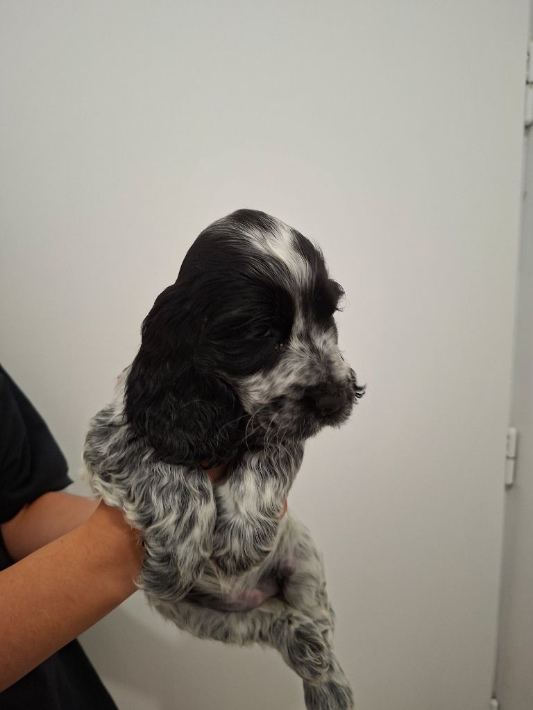 Val De Yazo - Chiots disponibles - Cocker Spaniel Anglais