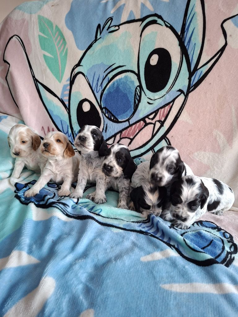 Val De Yazo - Chiots disponibles - Cocker Spaniel Anglais