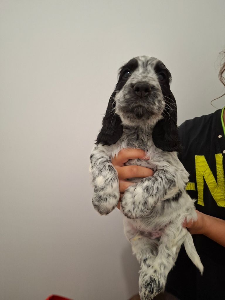 Val De Yazo - Chiots disponibles - Cocker Spaniel Anglais