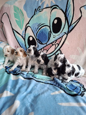 CHIOT 3