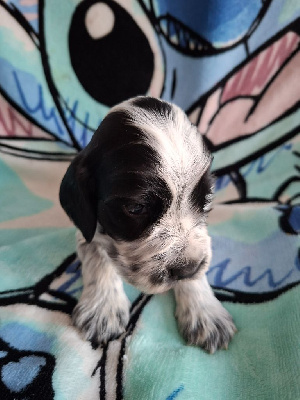 CHIOT 2