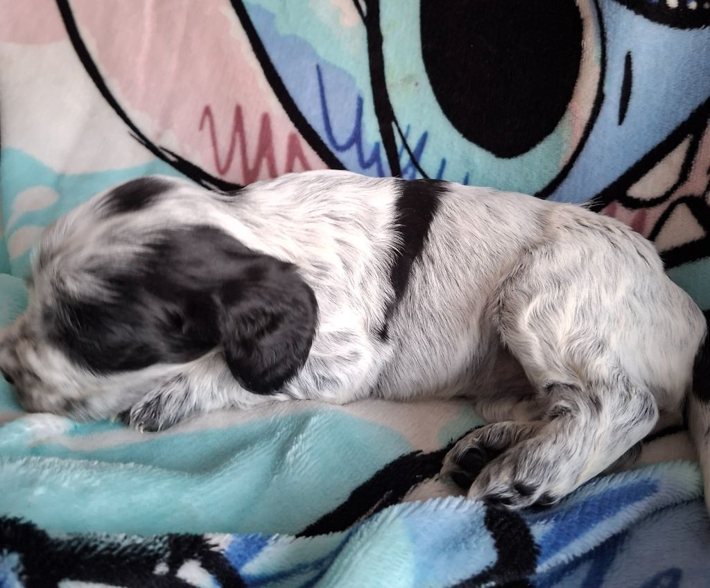 Val De Yazo - Chiots disponibles - Cocker Spaniel Anglais