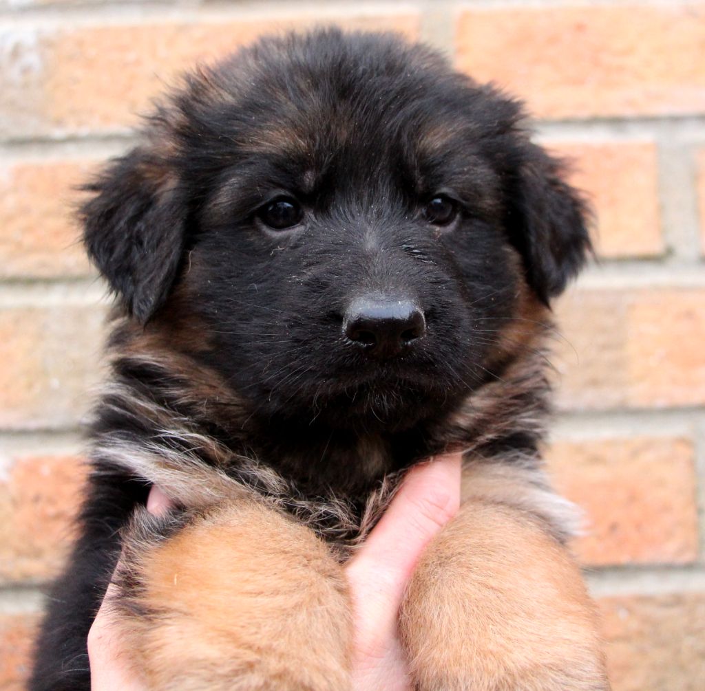 Val De Yazo - Chiots disponibles - Berger Allemand