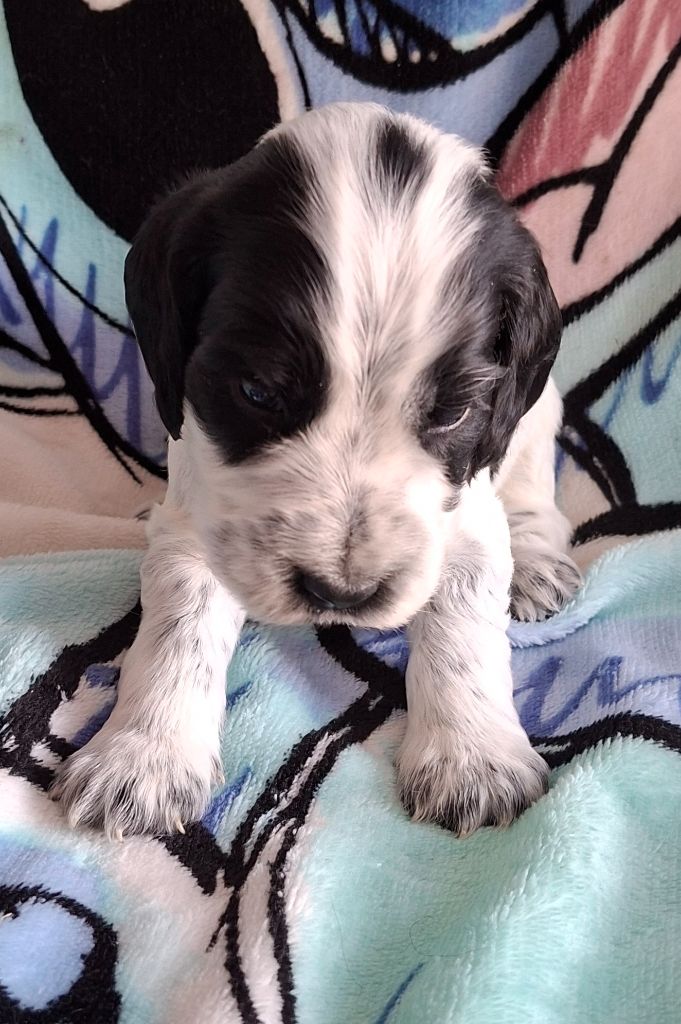 Val De Yazo - Chiots disponibles - Cocker Spaniel Anglais
