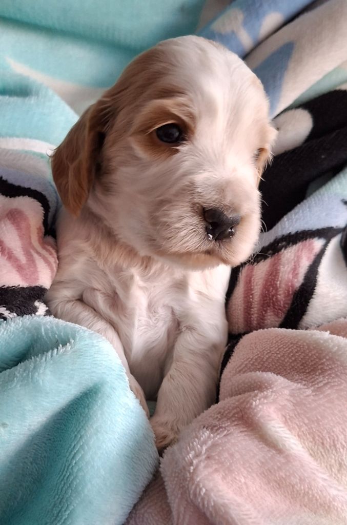 Val De Yazo - Chiots disponibles - Cocker Spaniel Anglais